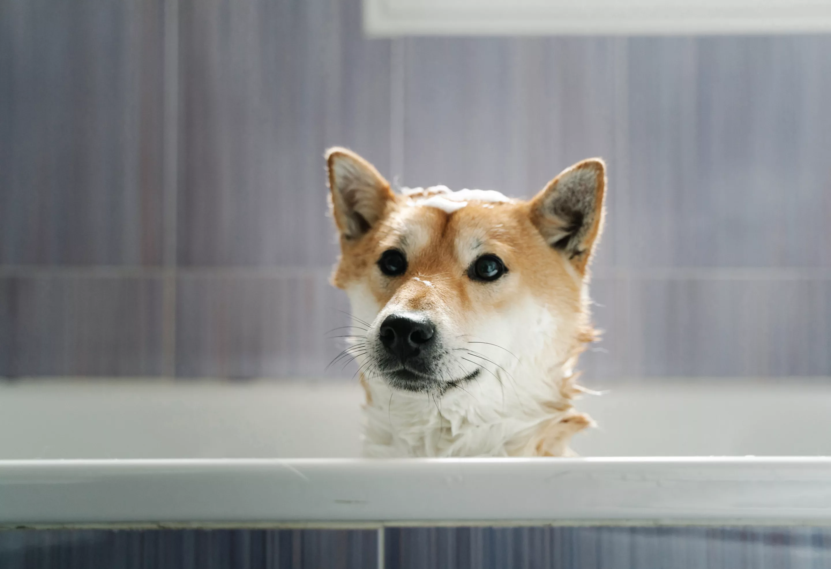 Hund in Badewanne